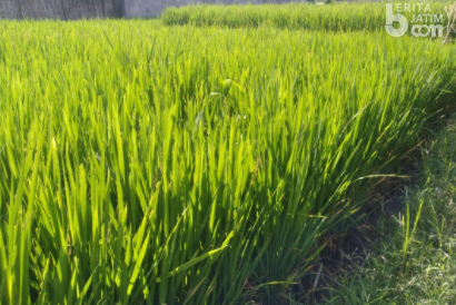 AUTP Gratis, Petani di Probolinggo Minim Mendaftar