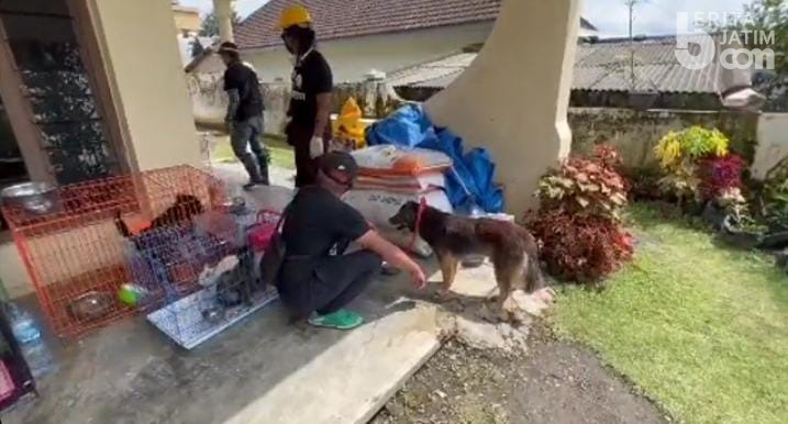 Endusan Anjing Mix Herder Bantu Relawan Temukan Tiga Korban Erupsi Semeru