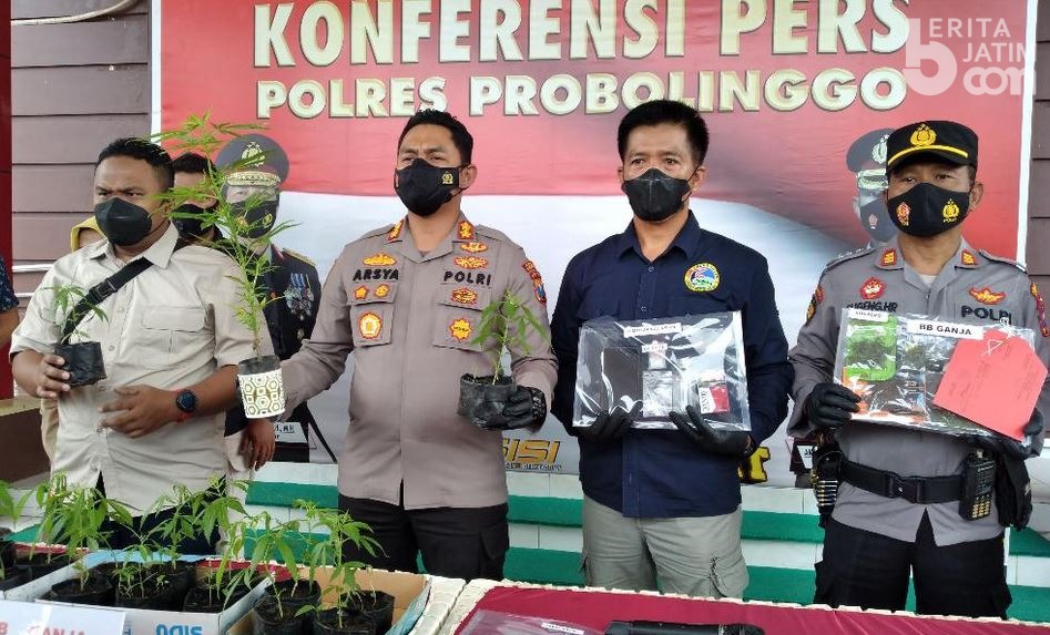 Ternyata Ada Kebun Ganja di Probolinggo