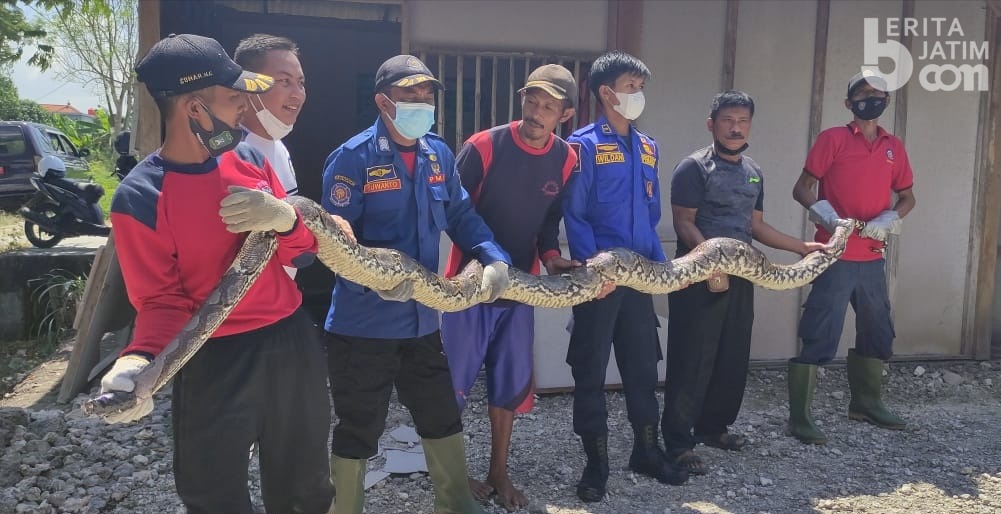 Selain Kebakaran, Damkar Lamongan Juga Evakuasi 88 Sarang Tawon dan 20 Ular