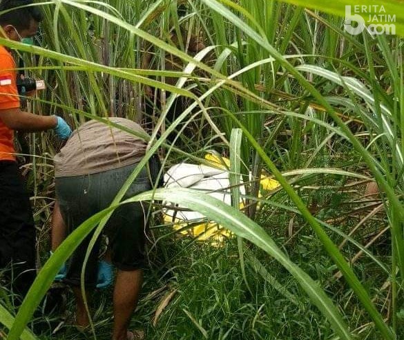 Mayat Wanita Bugil Membusuk di Kebun Tebu Jombang