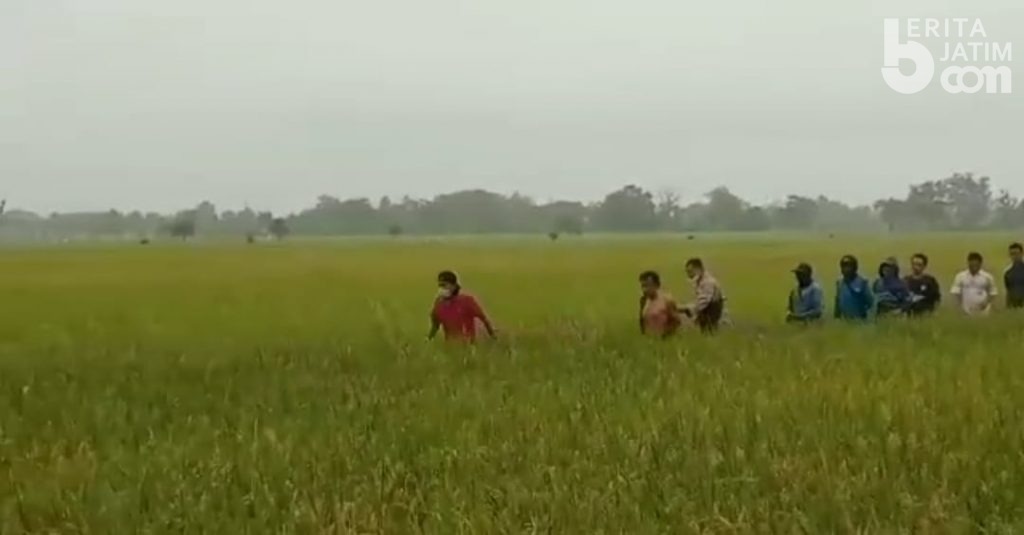DKPP Kabupaten Probolinggo Belum Temukan Lahan Pertanian Rusak Akibat Hama