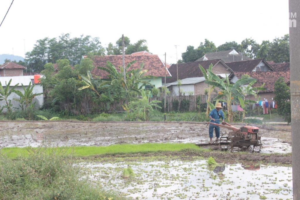 Ini yang Harus Diwaspadai Petani di Probolinggo Pada Puncak Musim Penghujan