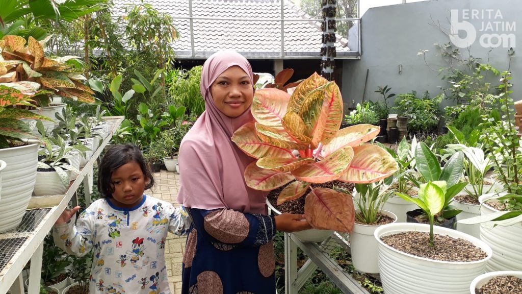 Omzet Ratusan Juta, Guru di Kabupaten Malang Sukses Budidaya Tanaman Hias