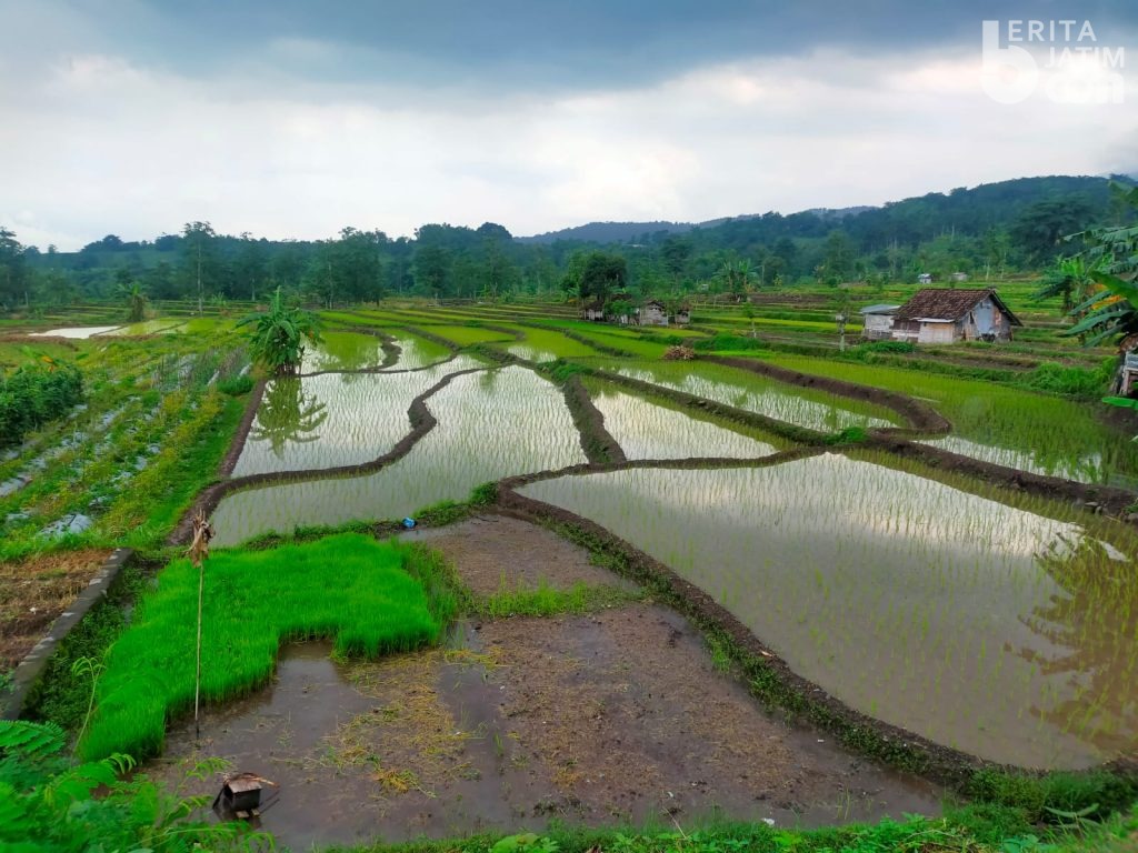 Petani Kabupaten Pasuruan Sesalkan Pupuk Subsidi Langka