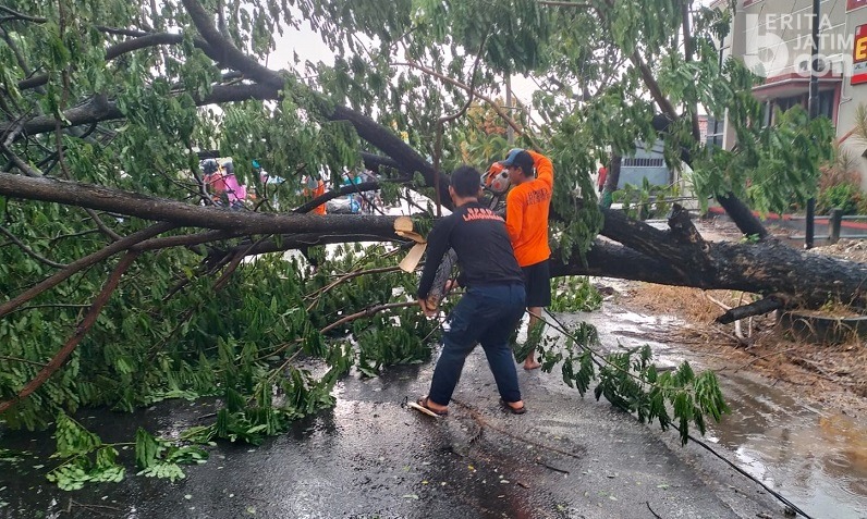 Dua Pohon Besar Tumbang di Jalan Raya Lamongan-Mantup, Picu Kemacetan 3 Kilometer