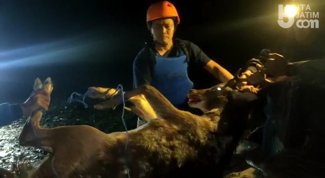 Lepas dan Tersesat Masuk Gorong-gorong, Rusa Berhasil Dikembalikan ke Penangkaran RPH Claket BKPH Pacet