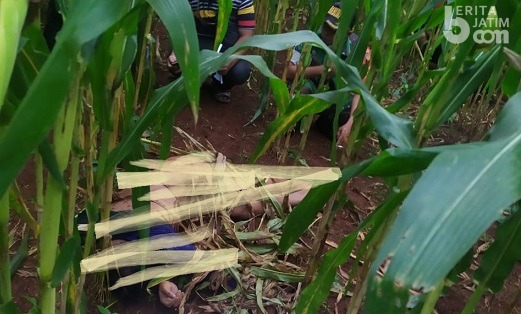 Kematian Pria Tanpa Identitas di Kebun Jagung Lamongan Masih Misteri