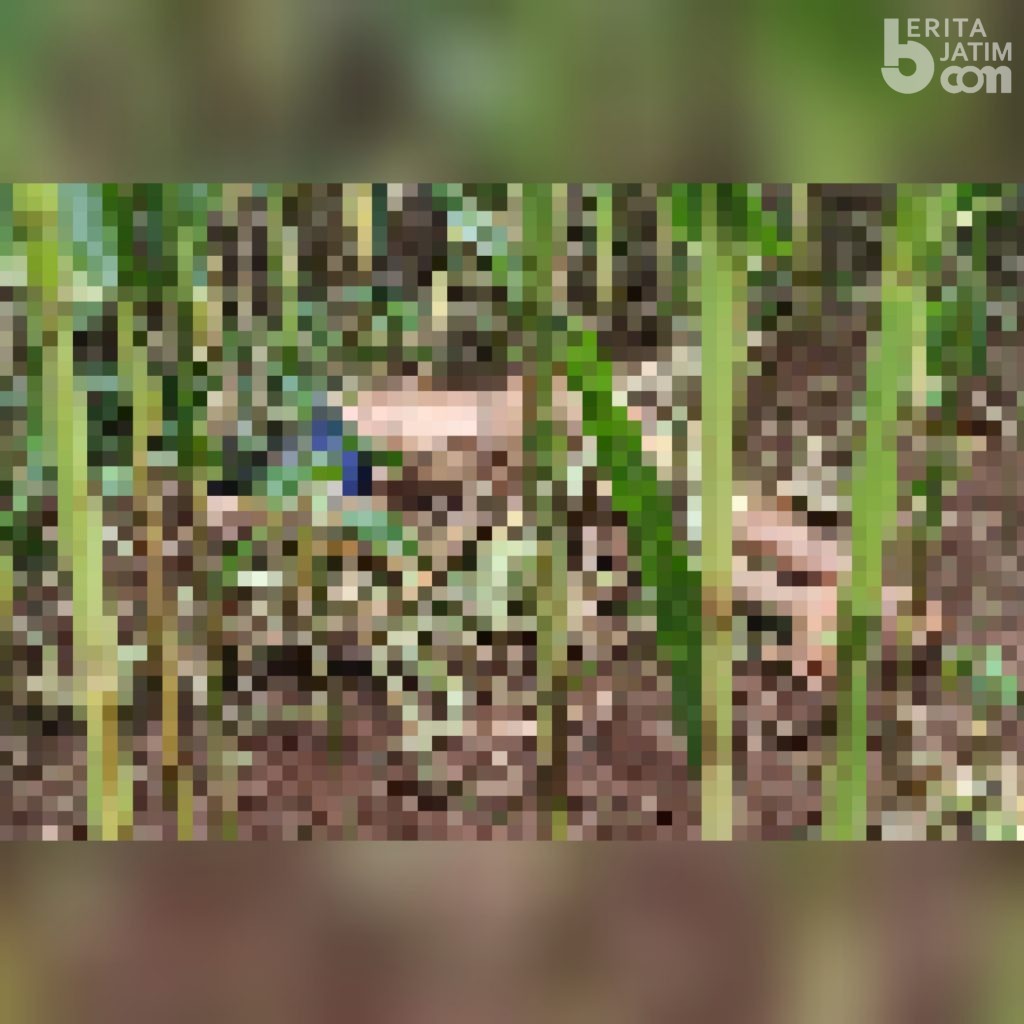 Heboh! Pria Tanpa Identitas Tewas di Kebun Jagung Milik Warga Banjarwati Paciran