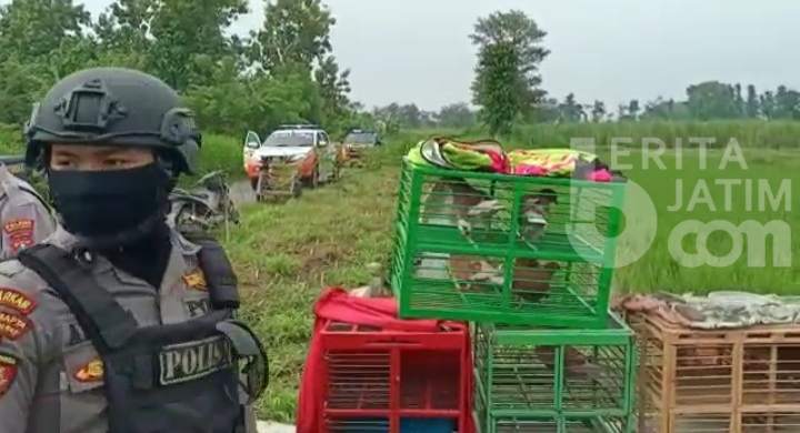 Sering Jadi Ajang Judi, Polisi Bubarkan Aksi Balap Merpati di Kraksaan Probolinggo