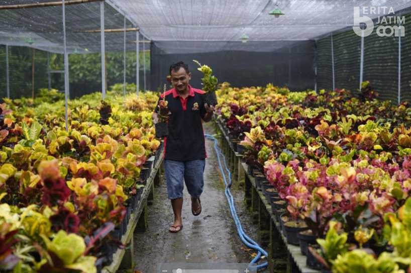 Difasilitasi Mas Dhito, Pasar Tanaman Puring Kediri Laris Manis