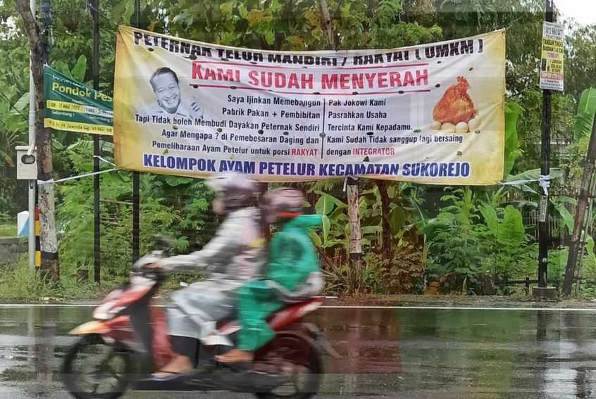 Peternak Ayam Petelur Ponorogo Protes ke Presiden Jokowi