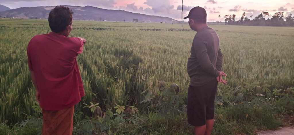 Mobil Dicegat, Lari ke Sawah, Rizal Dikejar dan Disabet Celurit hingga Tewas