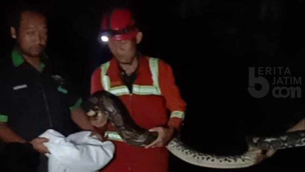 Damkar Tuban Tangkap Puluhan Ular Piton