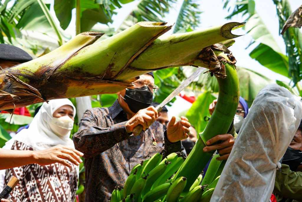 Wapres Ma’ruf Amin Panen Pisang Cavendish di Ponorogo
