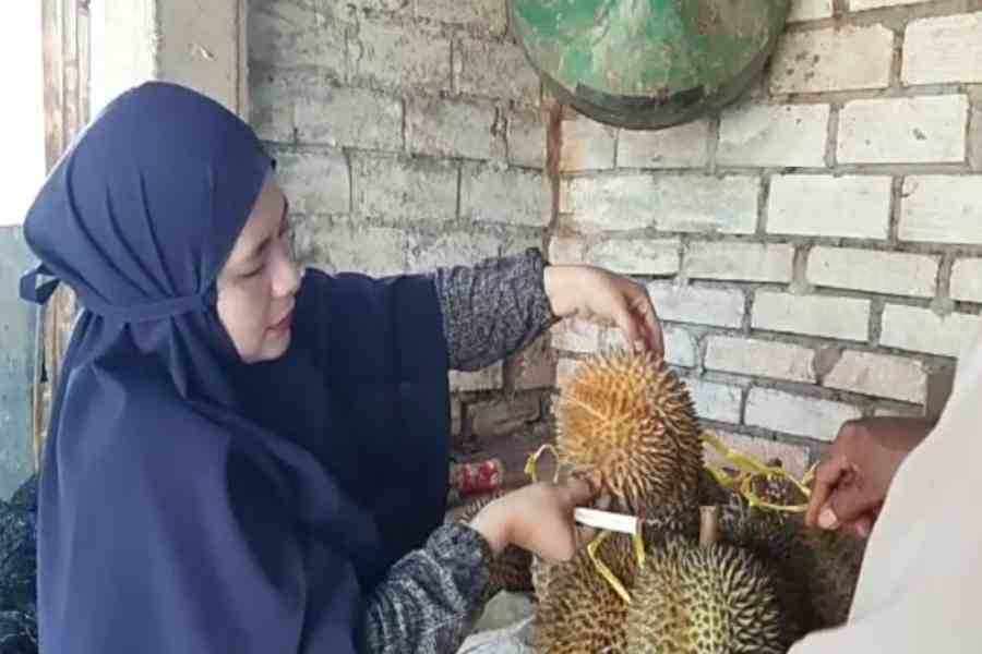 Menikmati Legitnya Durian Montong dari Desa Sugihan Lamongan
