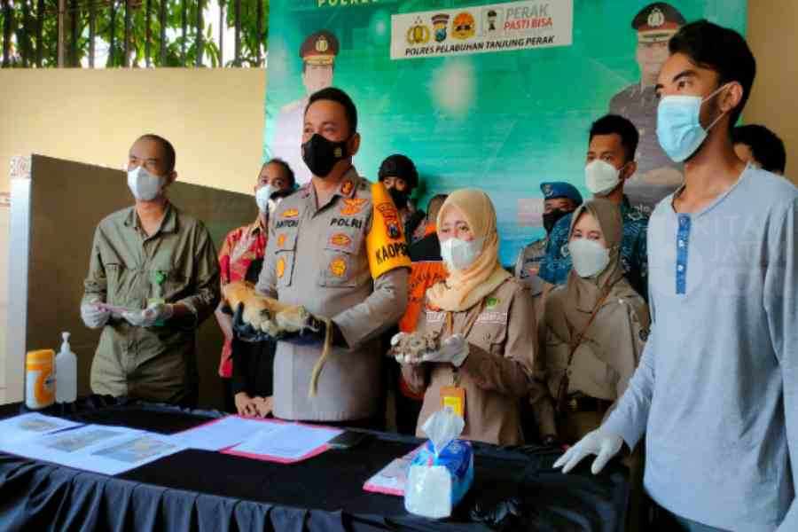 Selundupkan Satwa Langka dari Banjarmasin-Surabaya, Sopir Truk Ditangkap