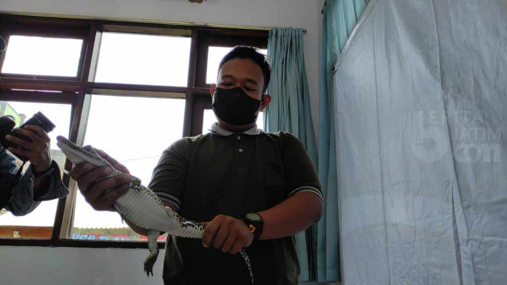 Heboh Kemunculan Anakan Buaya di Kediri, BKSDA Jatim Turun ke Lokasi