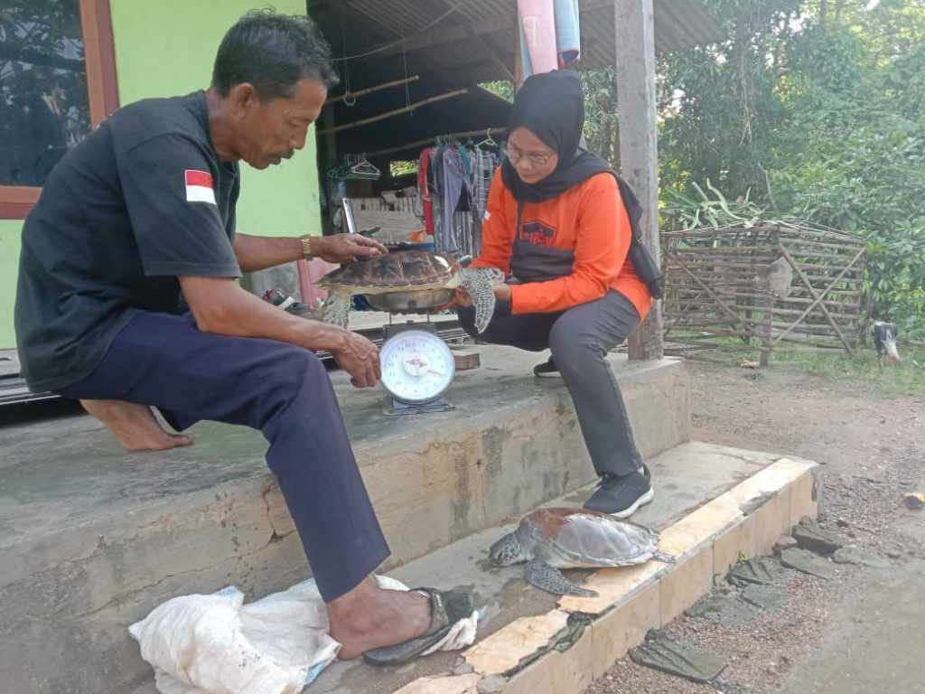 Terancam Punah, Aktivis Lingkungan Lepas Penyu Jumbo di Pulau Bawean Gresik