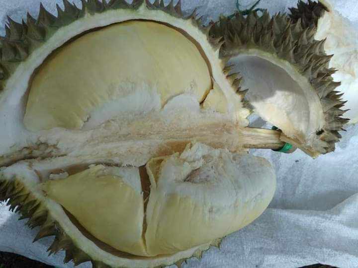 Menikmati Legitnya Durian Montong dari Desa Sugihan Lamongan