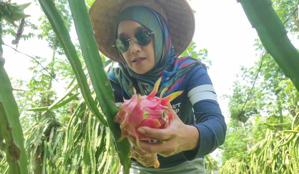 Buah Naga Banyuwangi
