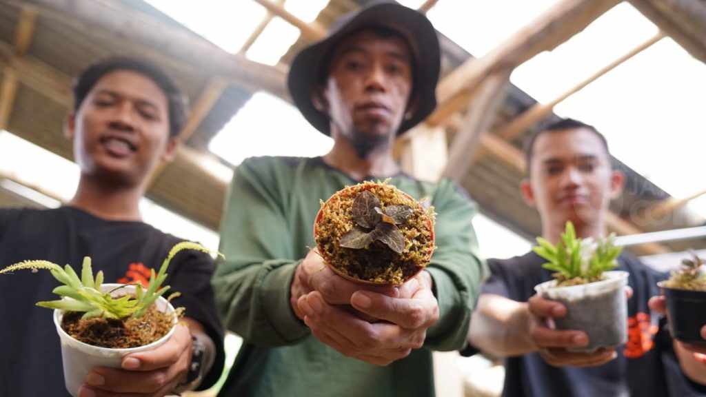 Dua Jenis Anggrek Langka di Dunia Tumbuh Subur di Lereng Semeru