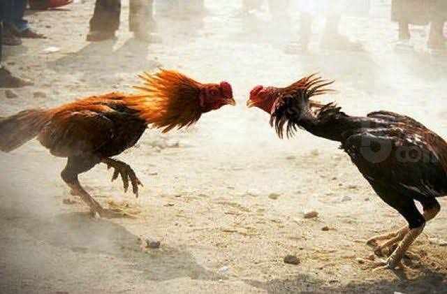 Judi Sabung Ayam di Prigen Beromset Ratusan Juta