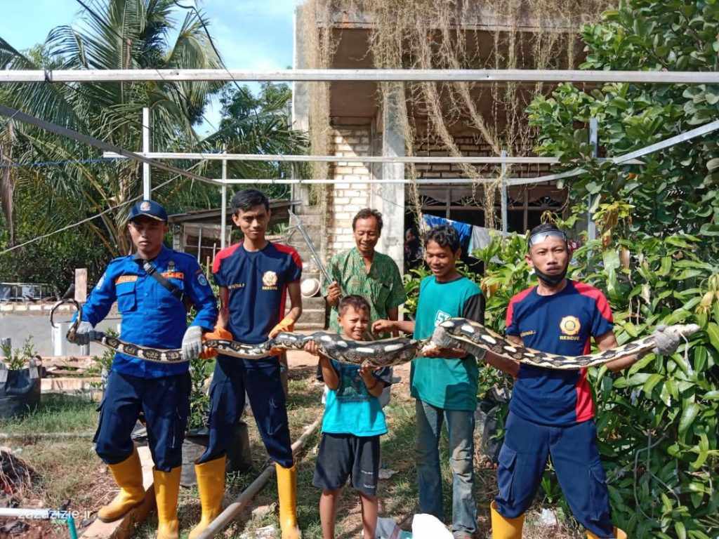 Ular 3,5 Meter Ditangkap Hanya Butuh 10 Menit oleh Damkar Lamongan