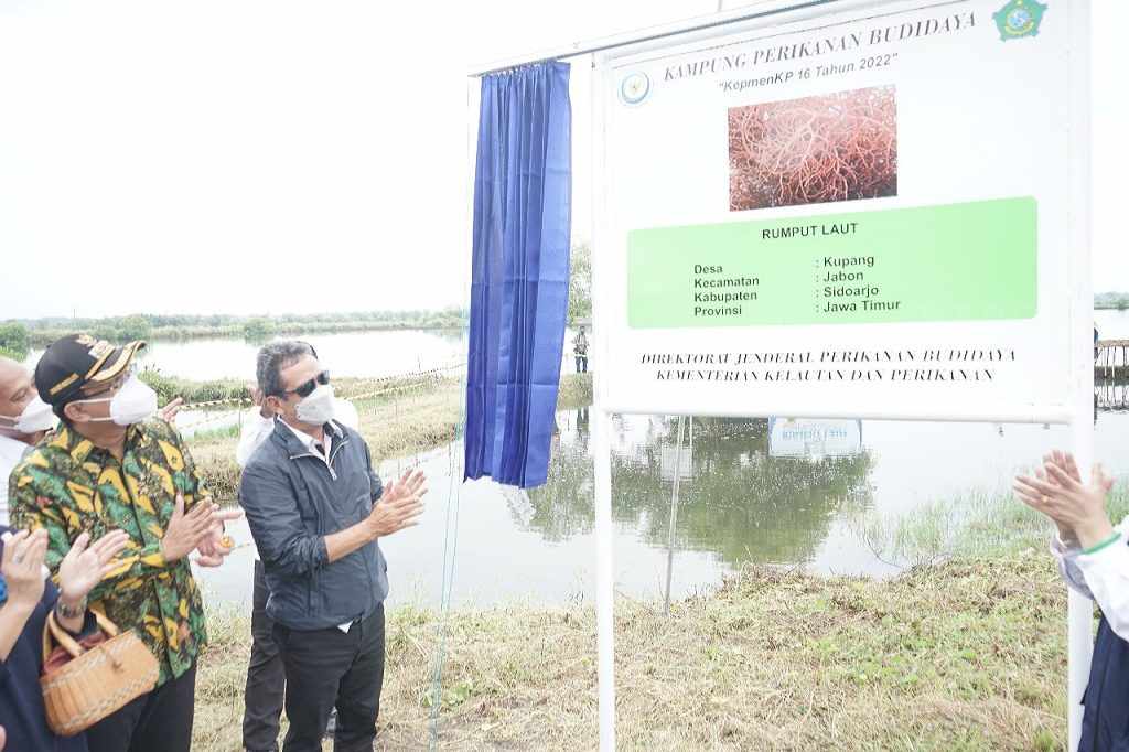 Menteri KKP Bersama Bupati Sidoarjo Panen Rumput Laut