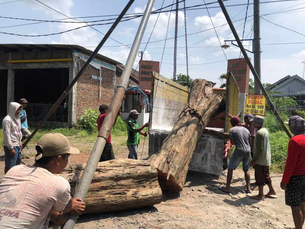 Pemotongan pohon Sonokeling saat mengangkut kayu ke atas truk.