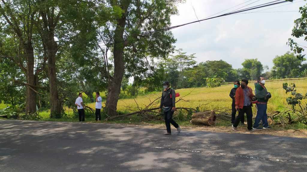 Penebangan Pohon Sonokeling, Polres Pasuruan Periksa PU Bina Marga