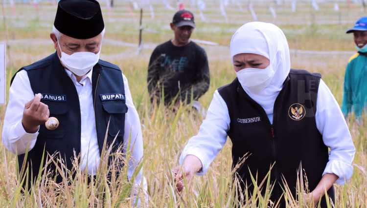 Gubernur Khofifah: Petani Jatim Suplai Ketersediaan Pangan di 16 Provinsi