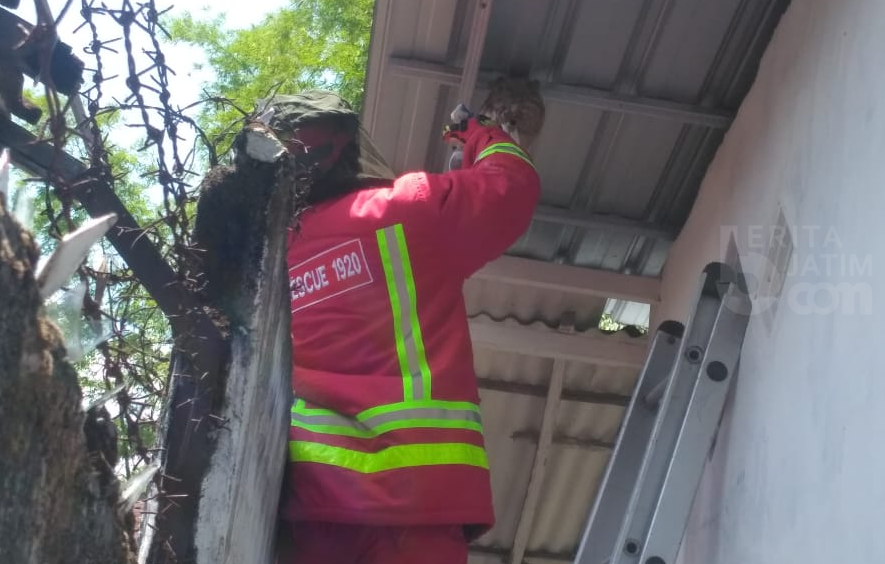 Tren Evakuasi Binatang Liar di Kabupaten Malang Meningkat