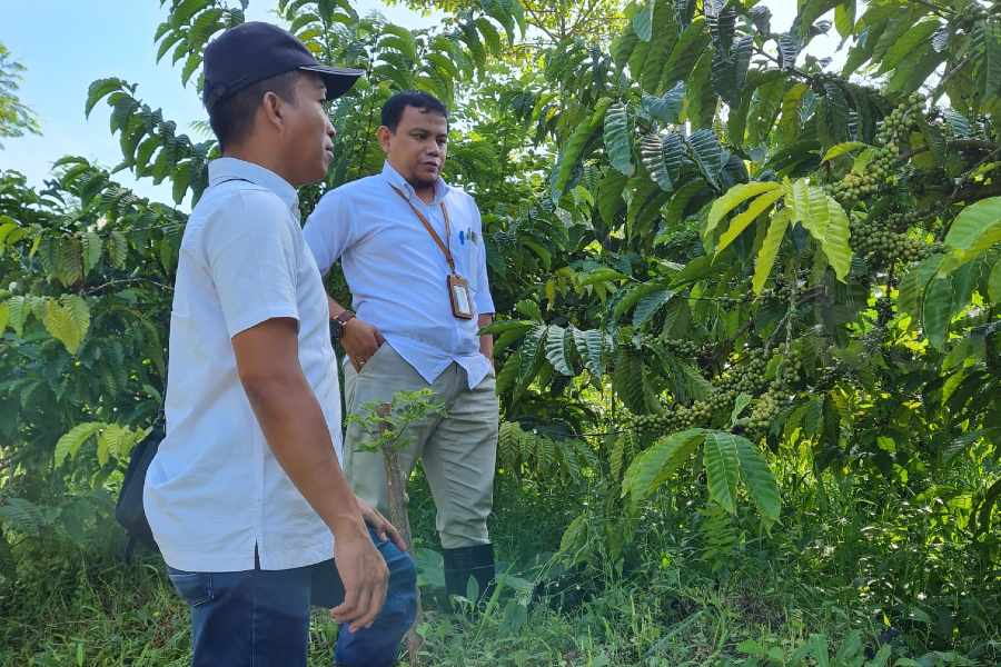 Kabar Gembira, Perumda Perkebunan Kahyangan Jember Bayar THR 100 Persen