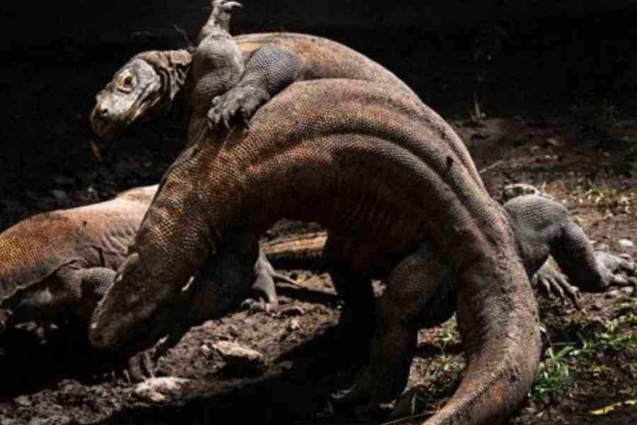 DPRD Surabaya Dukung KBS Garap Wisata Taman Komodo