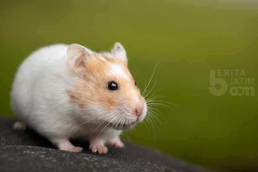 Ingin Pelihara Hamster? Perhatikan Dahulu Beberapa Hal Ini!