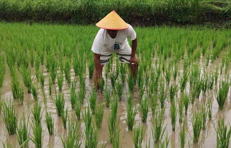 Petani Jember Ingin Memperoleh Pupuk Bersubsidi, Begini Caranya