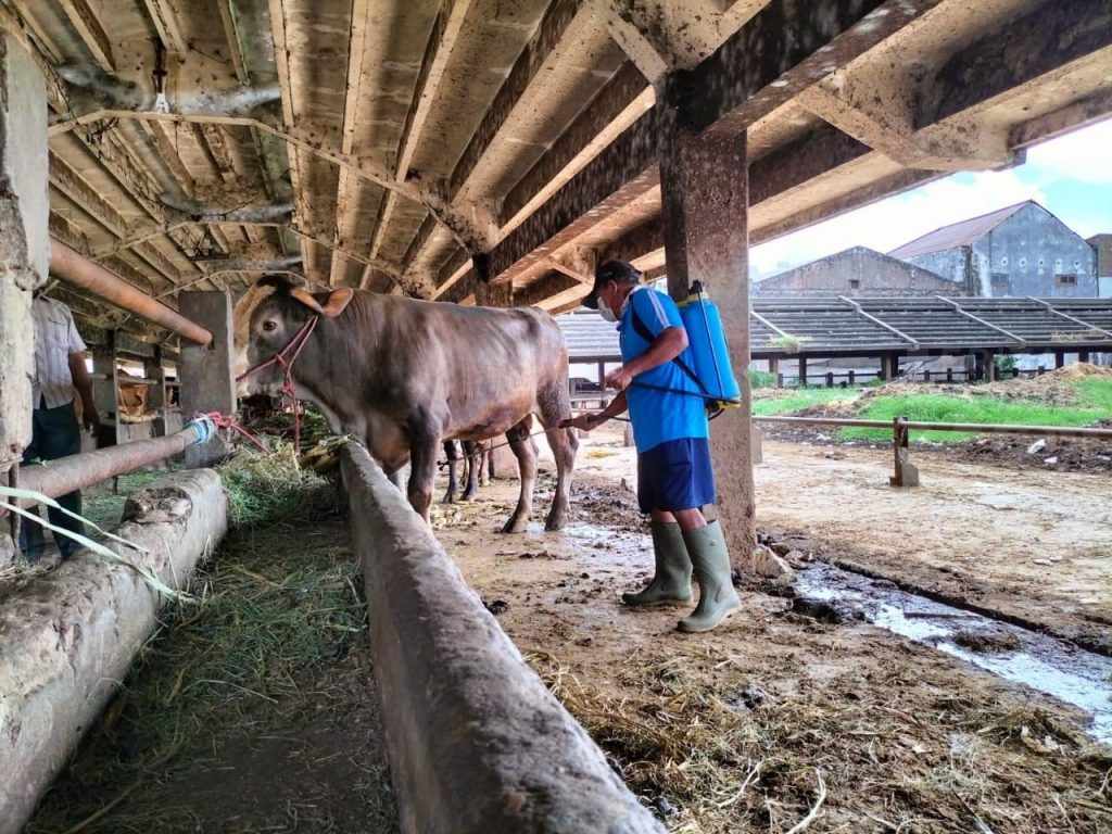 Virus PMK di Jawa Timur, PD RPH Surabaya: Tak Pengaruhi Pasokan
