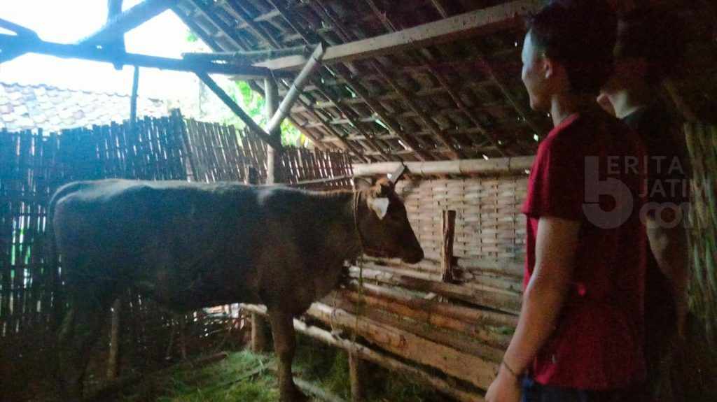 Dikejar Warga, Pencuri Sapi Melarikan Diri ke Hutan