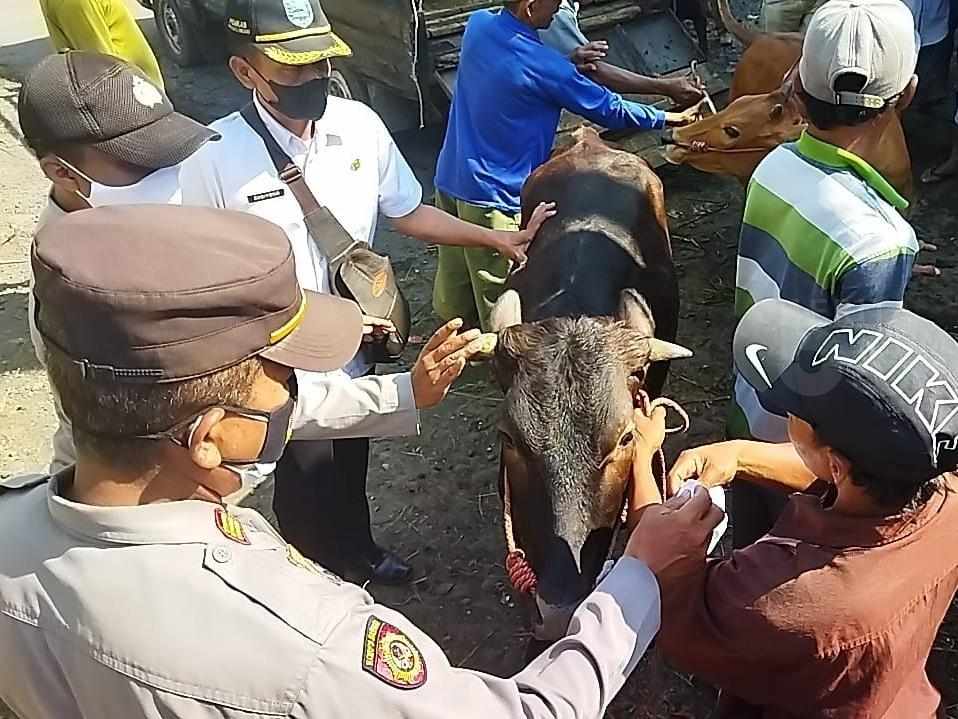 Polres Probolinggo Pantau Lalu Lintas Ternak di Pasar Hewan