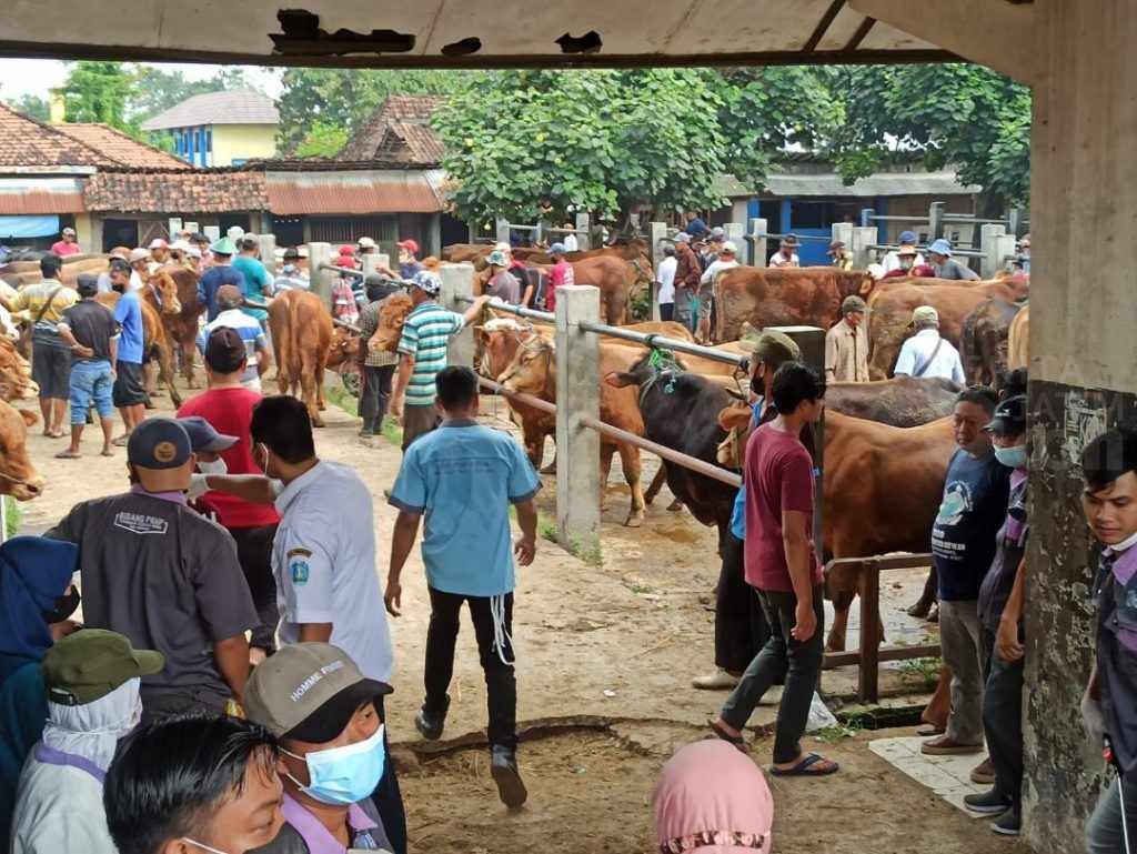 Peternak Ponorogo Tak Kenal PMK, Tahunya Penyakit BEF