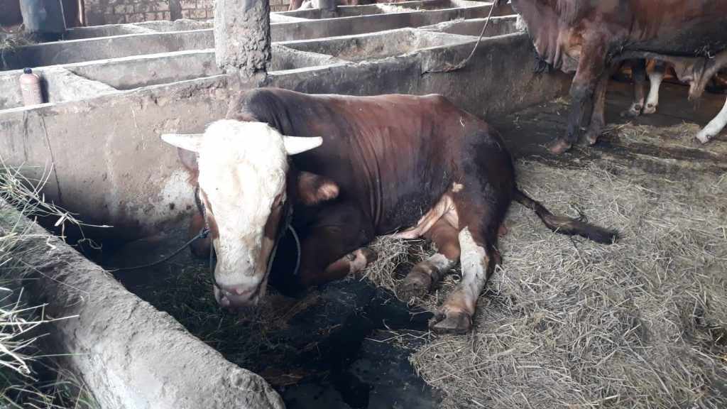 Separuh Lebih Sapi di Lamongan Terjangkit PMK