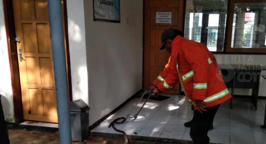 Kantor Sepi, Ular Cobra Berkeliaran di Kantor Dukcapil Tuban