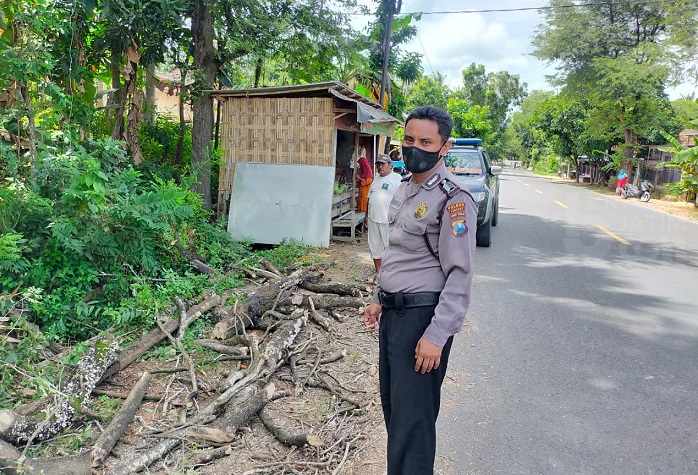 Pengendara Motor di Sumenep Tertimpa Pohon Tumbang
