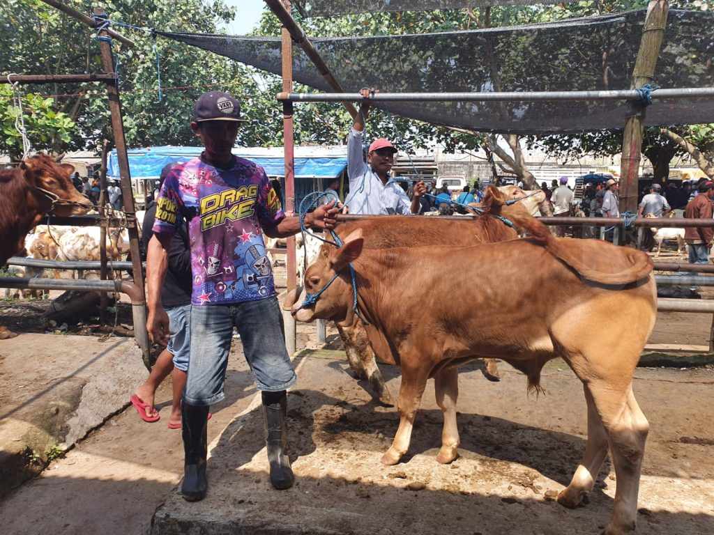 Wabah PMK Tak Pengaruhi Transaksi Jual Beli Hewan Sapi di Kabupaten Malang
