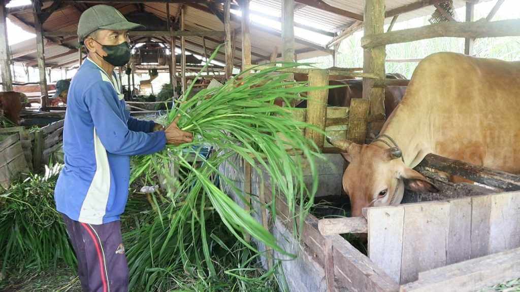 Satu Kandang Komunal di Dawarblandong Mojokerto Nihil Kasus PMK
