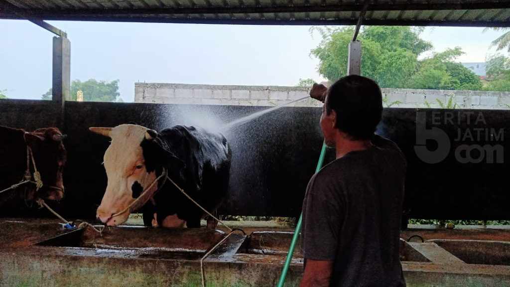Peternak di Malang Rutin Jaga Kebersihan dan Suntik Vitamin untuk Cegah PMK