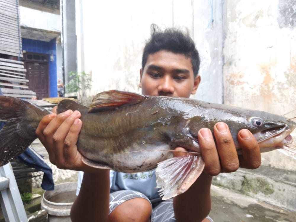 Ikan di Sungai Brantas yang Mengalir ke Gresik Mati Mendadak