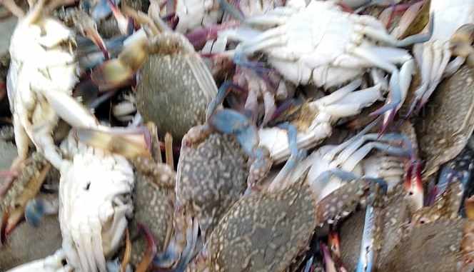 Harga Rajungan Turun Drastis, Nelayan Bangkalan Kelimpungan