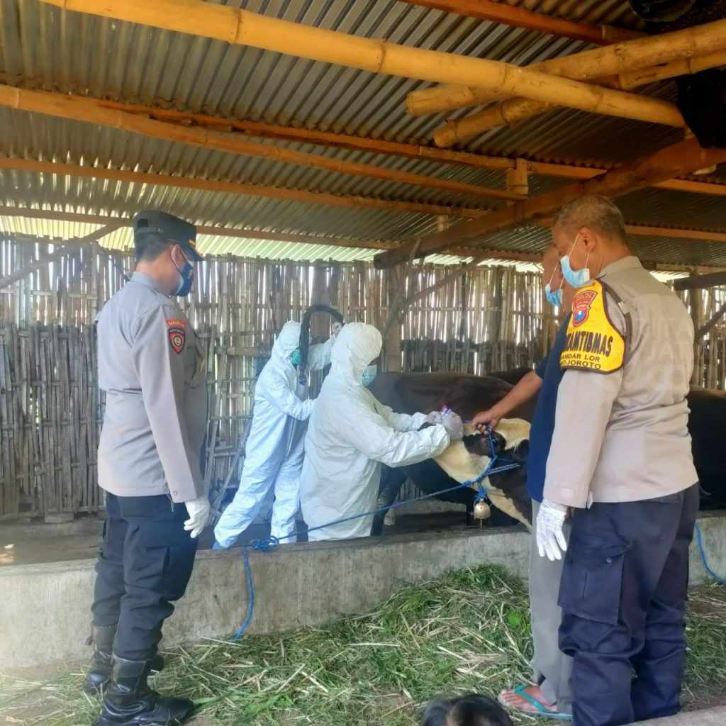 DKPP Kota Kediri Temukan 7 Sapi Bergejala PMK dalam Satu Kandang